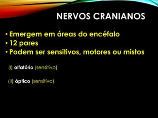 NERVOS CRANIANOS
• Emergem em áreas do encéfalo
• 12 pares
• Podem ser sensitivos, motores ou mistos
(I) olfatório (sensitivo)
(II) óptico (sensitivo)
 