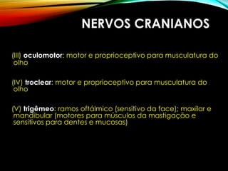 NERVOS CRANIANOS
(III) oculomotor: motor e proprioceptivo para musculatura do
olho
(IV) troclear: motor e proprioceptivo para musculatura do
olho
(V) trigêmeo: ramos oftálmico (sensitivo da face); maxilar e
mandibular (motores para músculos da mastigação e
sensitivos para dentes e mucosas)
 