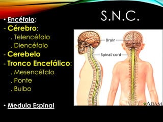 S.N.C.
• Encéfalo:
- Cérebro:
. Telencéfalo
. Diencéfalo
- Cerebelo
- Tronco Encefálico:
. Mesencéfalo
. Ponte
. Bulbo
• Medula Espinal
 