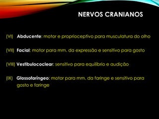 NERVOS CRANIANOS
(VI) Abducente: motor e proprioceptivo para musculatura do olho
(VII) Facial: motor para mm. da expressão e sensitivo para gosto
(VIII) Vestibulococlear: sensitivo para equilíbrio e audição
(IX) Glossofaríngeo: motor para mm. da faringe e sensitivo para
gosto e faringe
 