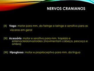 NERVOS CRANIANOS
(X) Vago: motor para mm. da faringe e laringe e sensitivo para as
vísceras em geral
(XI) Acessório: motor e sensitivo para mm. trapézio e
esternocleidomastoideo (movimentam cabeça, pescoço e
ombro)
(XII) Hipoglosso: motor e proprioceptivo para mm. da língua
 
