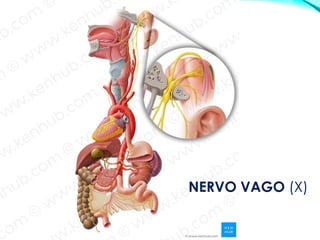 NERVO VAGO (X)
 