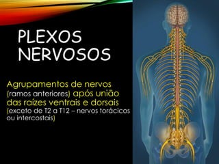 PLEXOS
NERVOSOS
Agrupamentos de nervos
(ramos anteriores) após união
das raízes ventrais e dorsais
(exceto de T2 a T12 – nervos torácicos
ou intercostais)
 