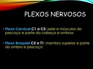 PLEXOS NERVOSOS
• Plexo Cervical C1 a C5: pele e músculos do
pescoço e parte da cabeça e ombros
• Plexo Braquial C5 a T1: membro superior e parte
do ombro e pescoço
 