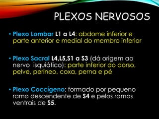 PLEXOS NERVOSOS
• Plexo Lombar L1 a L4: abdome inferior e
parte anterior e medial do membro inferior
• Plexo Sacral L4,L5,S1 a S3 (dá origem ao
nervo isquiático): parte inferior do dorso,
pelve, períneo, coxa, perna e pé
• Plexo Coccígeno: formado por pequeno
ramo descendente de S4 e pelos ramos
ventrais de S5.
 