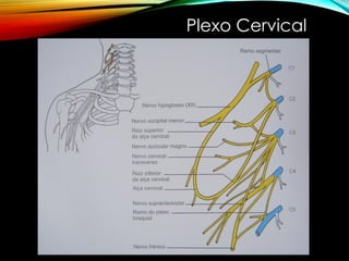 Plexo Cervical
 