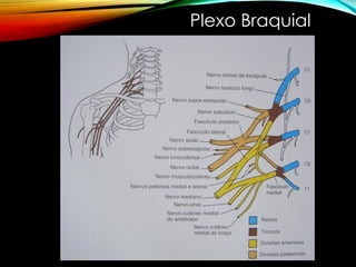 Plexo Braquial
 