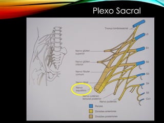 Plexo Sacral
 