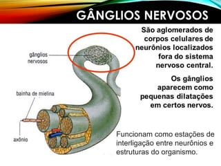 GÂNGLIOS NERVOSOS
Funcionam como estações de
interligação entre neurônios e
estruturas do organismo.
 