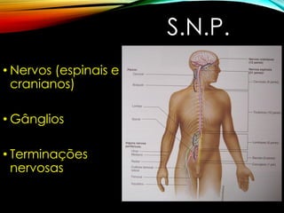 S.N.P.
• Nervos (espinais e
cranianos)
• Gânglios
• Terminações
nervosas
 