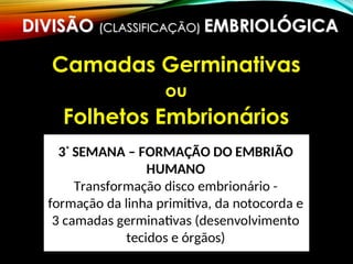 DIVISÃO (CLASSIFICAÇÃO) EMBRIOLÓGICA
Camadas Germinativas
ou
Folhetos Embrionários
 