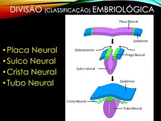 DIVISÃO (CLASSIFICAÇÃO) EMBRIOLÓGICA
•Placa Neural
•Sulco Neural
•Crista Neural
•Tubo Neural
 