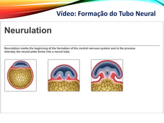 Vídeo: Formação do Tubo Neural
 