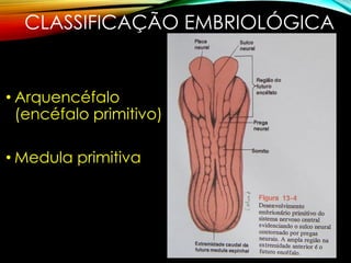CLASSIFICAÇÃO EMBRIOLÓGICA
• Arquencéfalo
(encéfalo primitivo)
• Medula primitiva
 