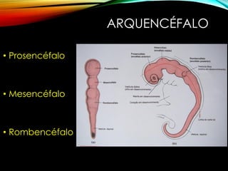 ARQUENCÉFALO
• Prosencéfalo
• Mesencéfalo
• Rombencéfalo
 