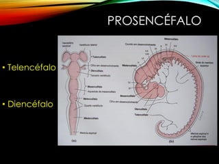 PROSENCÉFALO
• Telencéfalo
• Diencéfalo
 