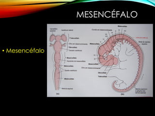 MESENCÉFALO
• Mesencéfalo
 