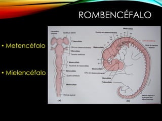 ROMBENCÉFALO
• Metencéfalo
• Mielencéfalo
 