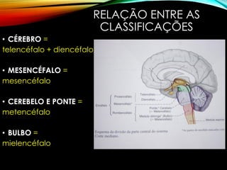 RELAÇÃO ENTRE AS
CLASSIFICAÇÕES
• CÉREBRO =
telencéfalo + diencéfalo
• MESENCÉFALO =
mesencéfalo
• CEREBELO E PONTE =
metencéfalo
• BULBO =
mielencéfalo
 