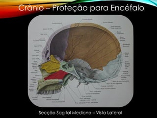 Crânio – Proteção para Encéfalo
Secção Sagital Mediana – Vista Lateral
 
