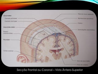Secção Frontal ou Coronal – Vista Ântero-Superior
 