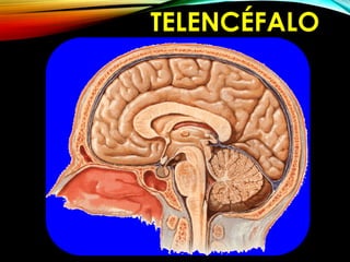 TELENCÉFALO
 