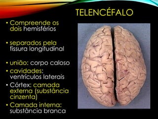 TELENCÉFALO
• Compreende os
dois hemisférios
cerebrais
• separados pela
fissura longitudinal
do cérebro
• união: corpo caloso
• cavidades:
ventrículos laterais
• Córtex: camada
externa (substância
cinzenta)
• Camada interna:
substância branca
 