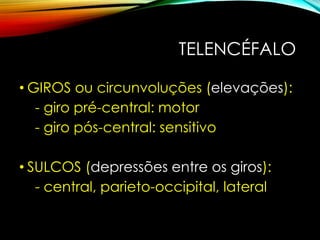 TELENCÉFALO
• GIROS ou circunvoluções (elevações):
- giro pré-central: motor
- giro pós-central: sensitivo
• SULCOS (depressões entre os giros):
- central, parieto-occipital, lateral
 