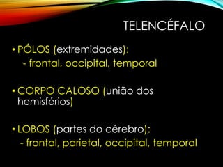 TELENCÉFALO
• PÓLOS (extremidades):
- frontal, occipital, temporal
• CORPO CALOSO (união dos
hemisférios)
• LOBOS (partes do cérebro):
- frontal, parietal, occipital, temporal
 