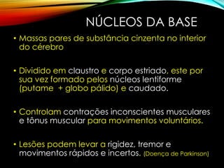 NÚCLEOS DA BASE
• Massas pares de substância cinzenta no interior
do cérebro
• Dividido em claustro e corpo estriado, este por
sua vez formado pelos núcleos lentiforme
(putame + globo pálido) e caudado.
• Controlam contrações inconscientes musculares
e tônus muscular para movimentos voluntários.
• Lesões podem levar a rigidez, tremor e
movimentos rápidos e incertos. (Doença de Parkinson)
 