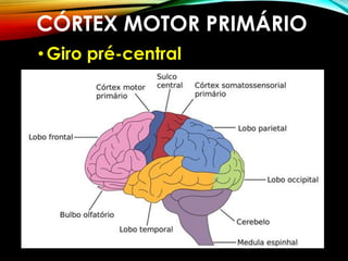 CÓRTEX MOTOR PRIMÁRIO
•Giro pré-central
 