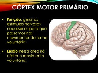 • Função: gerar os
estímulos nervosos
necessários para que
possamos nos
movimentar de forma
voluntária.
• Lesão nessa área irá
afetar o movimento
voluntário.
CÓRTEX MOTOR PRIMÁRIO
 