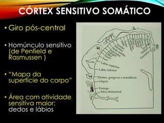 CÓRTEX SENSITIVO SOMÁTICO
• Giro pós-central
• Homúnculo sensitivo
(de Penfield e
Rasmussen )
• “Mapa da
superfície do corpo”
• Área com atividade
sensitiva maior:
dedos e lábios
 