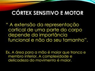 CÓRTEX SENSITIVO E MOTOR
“ A extensão da representação
cortical de uma parte do corpo
depende da importância
funcional e não do seu tamanho”.
Ex. A área para a mão é maior que tronco e
membro inferior. A complexidade e
delicadeza do movimento é maior.
 