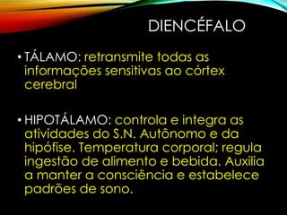 DIENCÉFALO
• TÁLAMO: retransmite todas as
informações sensitivas ao córtex
cerebral
• HIPOTÁLAMO: controla e integra as
atividades do S.N. Autônomo e da
hipófise. Temperatura corporal; regula
ingestão de alimento e bebida. Auxilia
a manter a consciência e estabelece
padrões de sono.
 