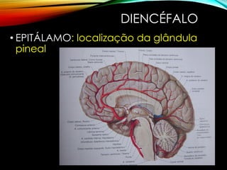 DIENCÉFALO
• EPITÁLAMO: localização da glândula
pineal
 