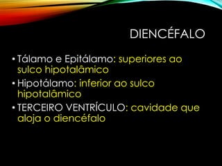 DIENCÉFALO
• Tálamo e Epitálamo: superiores ao
sulco hipotalâmico
• Hipotálamo: inferior ao sulco
hipotalâmico
• TERCEIRO VENTRÍCULO: cavidade que
aloja o diencéfalo
 