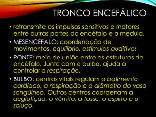TRONCO ENCEFÁLICO
• retransmite os impulsos sensitivos e motores
entre outras partes do encéfalo e a medula.
• MESENCÉFALO: coordenação de
movimentos, equilíbrio, estímulos auditivos
• PONTE: meio de união entre as estruturas do
encéfalo. Junto com o bulbo, ajuda a
controlar a respiração.
• BULBO: centros vitais regulam o batimento
cardíaco, a respiração e o diâmetro do vaso
sangüíneo. Outros centros coordenam a
deglutição, o vômito, a tosse, o espirro e o
soluço.
 