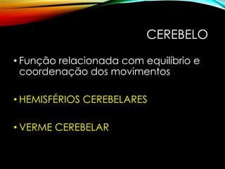 CEREBELO
• Função relacionada com equilíbrio e
coordenação dos movimentos
• HEMISFÉRIOS CEREBELARES
• VERME CEREBELAR
 