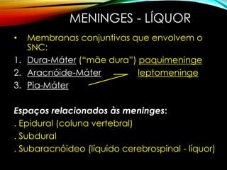 MENINGES - LÍQUOR
• Membranas conjuntivas que envolvem o
SNC:
1. Dura-Máter (“mãe dura”) paquimeninge
2. Aracnóide-Máter leptomeninge
3. Pia-Máter
Espaços relacionados às meninges:
. Epidural (coluna vertebral)
. Subdural
. Subaracnóideo (líquido cerebrospinal - líquor)
 