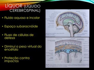 LÍQUOR (LÍQUIDO
CEREBROSPINAL)
• Fluido aquoso e incolor
• Espaço subaracnóide
• Fluxo de células de
defesa
• Diminui o peso virtual do
encéfalo
• Proteção contra
impactos
 