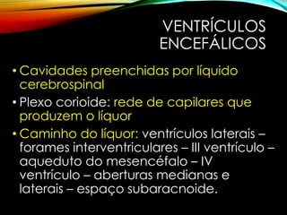 VENTRÍCULOS
ENCEFÁLICOS
• Cavidades preenchidas por líquido
cerebrospinal
• Plexo corioide: rede de capilares que
produzem o líquor
• Caminho do líquor: ventrículos laterais –
forames interventriculares – III ventrículo –
aqueduto do mesencéfalo – IV
ventrículo – aberturas medianas e
laterais – espaço subaracnoide.
 