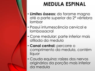 MEDULA ESPINAL
• Limites ósseos: do forame magno
até a parte superior da 2ª vértebra
lombar
• Possui intumescência cervical e
lombossacral
• Cone medular: parte inferior mais
afilada da medula
• Canal central: percorre o
comprimento da medula, contém
líquor
• Cauda equina: raízes dos nervos
originários da porção mais inferior
da medula
 