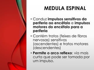 MEDULA ESPINAL
• Conduz impulsos sensitivos da
periferia ao encéfalo e impulsos
motores do encéfalo para a
periferia
• Contém tratos (feixes de fibras
nervosas) sensitivos
(ascendentes) e tratos motores
(descendentes)
• Permite o arco reflexo: via mais
curta que pode ser tomada por
um impulso.
 