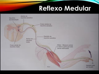 Reflexo Medular
 