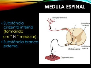 MEDULA ESPINAL
• Substância
cinzenta interna
(formando
um “ H “ medular).
• Substância branca
externa.
 