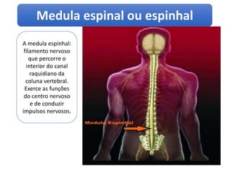 Medula espinal ou espinhal
A medula espinhal:
filamento nervoso
que percorre o
interior do canal
raquidiano da
coluna vertebral.
Exerce as funções
do centro nervoso
e de conduzir
impulsos nervosos.
 