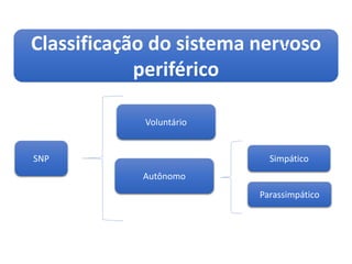 Classificação do sistema nervoso
periférico
SNP
Voluntário
Autônomo
Simpático
Parassimpático
 