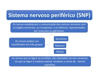 Sistema nervoso periférico (SNP)
Ciências, 8º ano
Sistema nervoso e as principais doenças
Os nervos estabelecem a comunicação dos centros nervosos com
os órgãos sensoriais, ou receptores, e os efetores, representados
por músculos ou glândulas.
Os nervos que se ligam ao encéfalo, são chamados nervos cranianos.
Os que se ligam à medula espinal, recebem o nome de nervos
espinhais.
Os nervos podem ser
classificados em três grupos
Sensitivos
Motores
Mistos
 