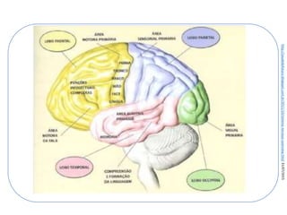 Ciências, 8º ano
Sistema nervoso e as principais doenças
http://saudedofuturo.blogspot.com.br/2011/10/sistema-nervoso-overview.html
31/07/2015
 